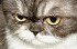 :catx: