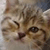 :catwink: