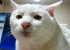 :catmongol: