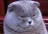 :cat_debile: