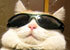 :catcool: