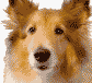 :lassie:
