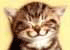 :catniais: