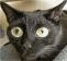:catsurpris: