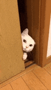 cat-peek